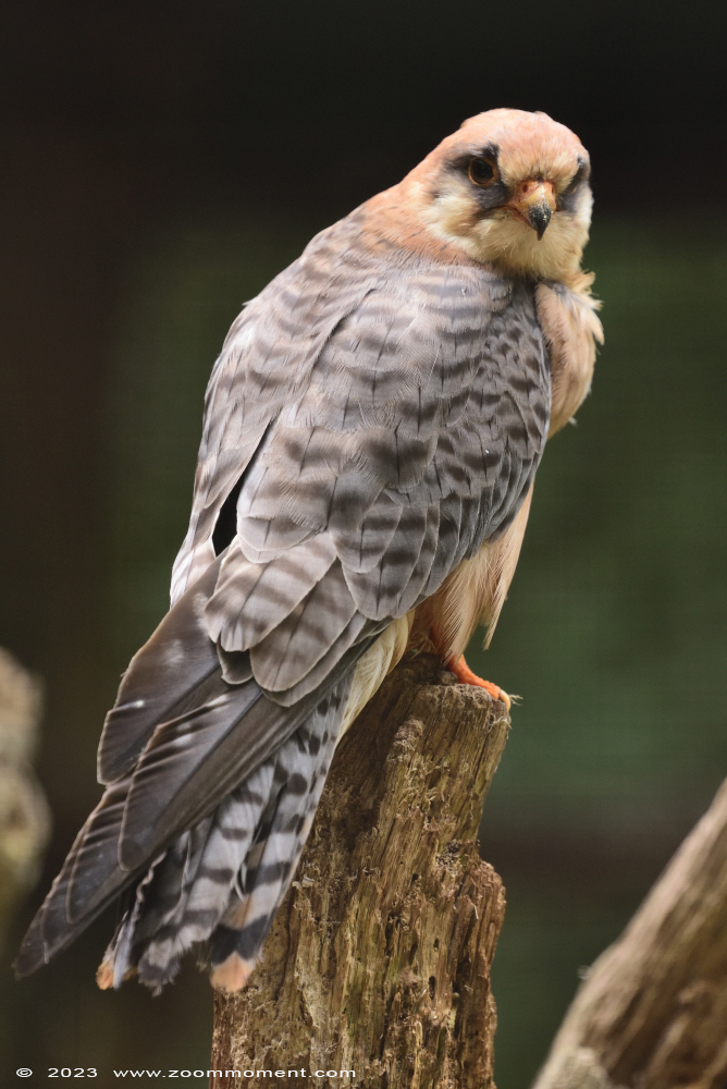 roodpootvalk ( Falco vespertinus ) red footed falcon
Trefwoorden: Bestzoo Nederland roodpootvalk Falco vespertinus red footed falcon