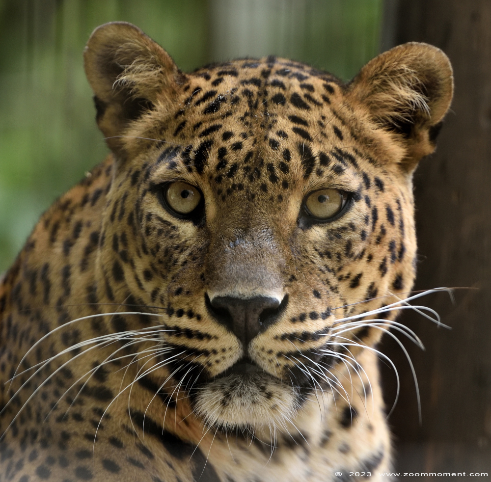 Sri Lanka panter ( Panthera pardus kotiya )  Sri Lankan leopard 
Trefwoorden: Bestzoo Nederland Sri Lanka panter Panthera pardus kotiya Sri Lankan leopard