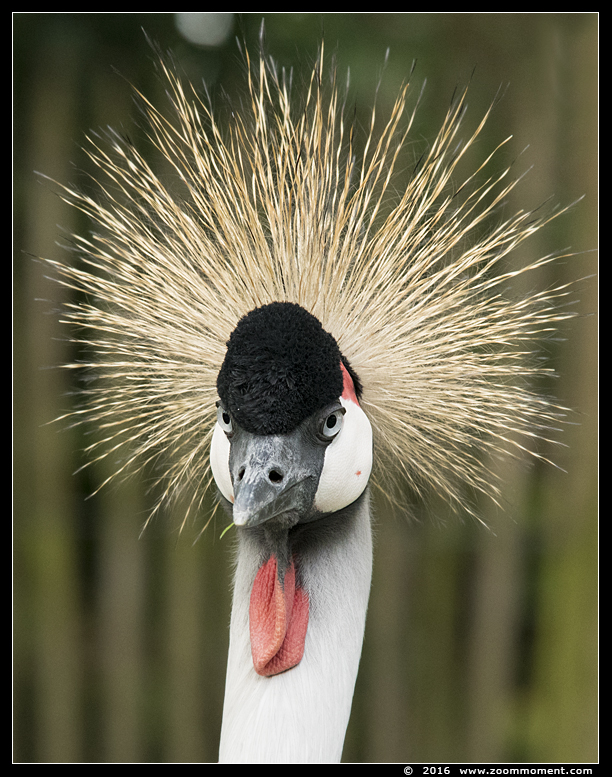 grijze kroonkraanvogel  ( Balearica regulorum ) crowned crane 
Λέξεις-κλειδιά: Bestzoo kroonkraanvogel Balearica regulorum  crowned crane