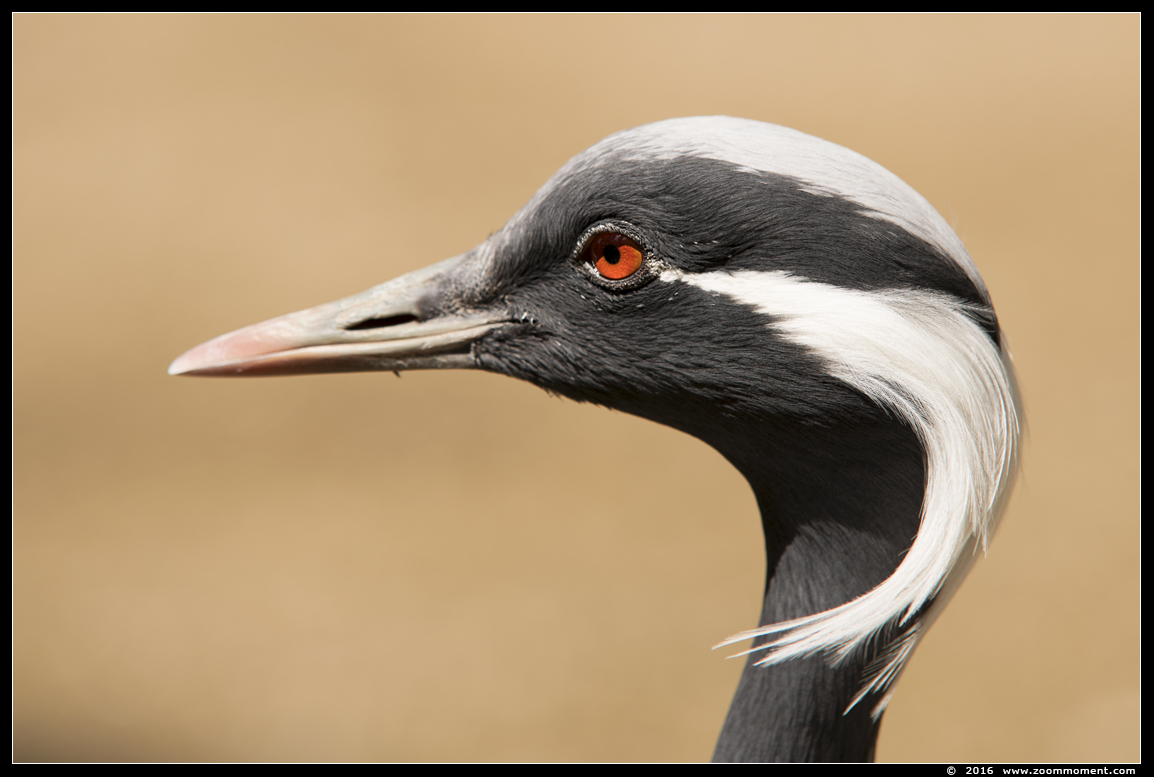 jufferkraanvogel  ( Anthropoides virgo ) demoiselle crane
Keywords: Bestzoo jufferkraanvogel Anthropoides virgo  demoiselle crane