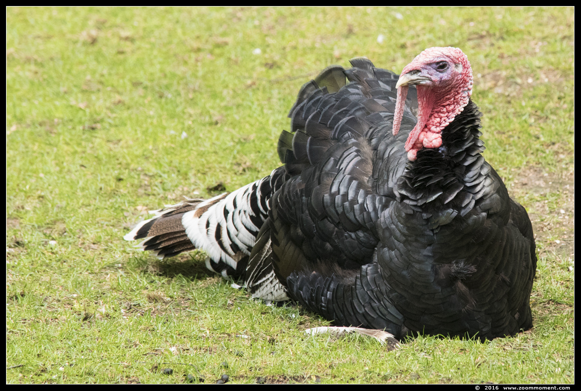 kalkoen ( Meleagris gallopavo ) turkey 
Keywords: Bestzoo kalkoen Meleagris gallopavo turkey