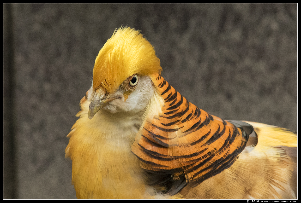 goudfazant  ( Chrysolophus pictus ) golden pheasant
Trefwoorden: Bestzoo goudfazant  Chrysolophus pictus  golden pheasant
