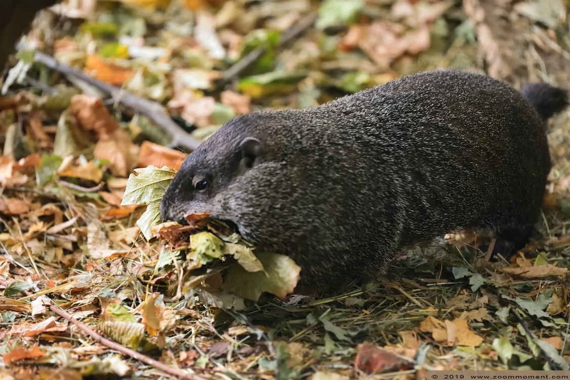bosmarmot  ( Marmota monax ) groundhog 
Keywords: Heimattiergarten Schoenebeck Bierer Berg Germany bosmarmot  Marmota monax  groundhog 