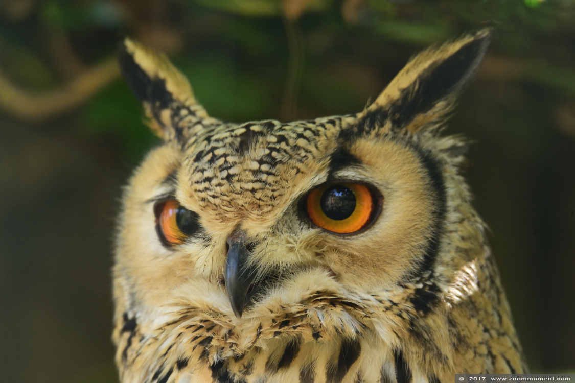Bengaalse oehoe ( Bubo bengalensis ) Indian eagle-owl or rock eagle-owl or Bengal eagle-owl 
Trefwoorden: Uilenpark De Paay Beesd Bengaalse oehoe Bubo bengalensis Indian eagle-owl  rock eagle-owl  Bengal eagle-owl 