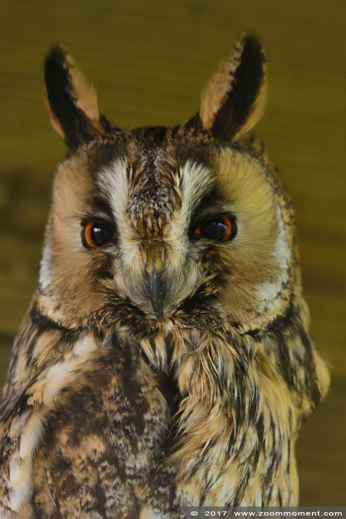 ransuil ( Asia otus ) long eared owl
Trefwoorden: Uilenpark De Paay Beesd ransuil  Asia otus  long eared owl