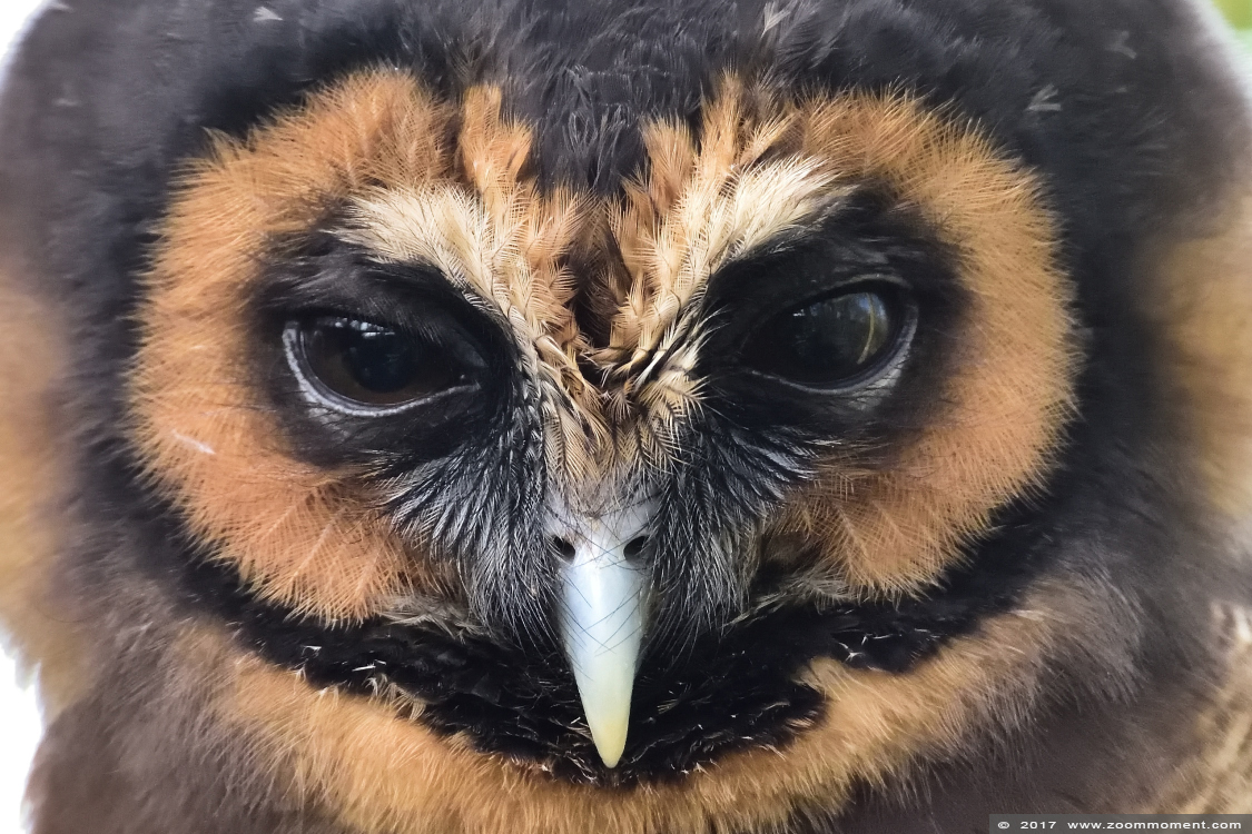 Maleise bosuil ( Strix leptogrammica ) brown wood owl
Trefwoorden: Uilenpark De Paay Beesd Maleise bosuil Strix leptogrammica brown wood owl