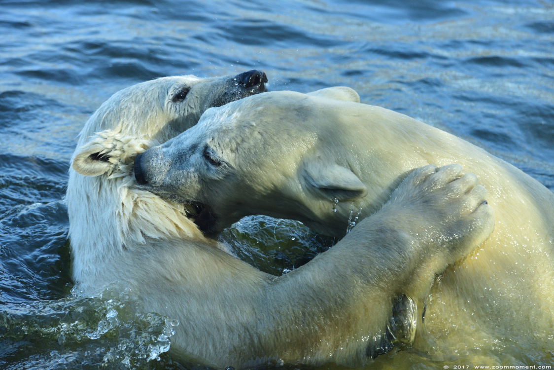 ijsbeer ( Ursus maritimus ) polar bear
Keywords: Dierenrijk Nederland Netherlands ijsbeer Ursus maritimus  polar bear