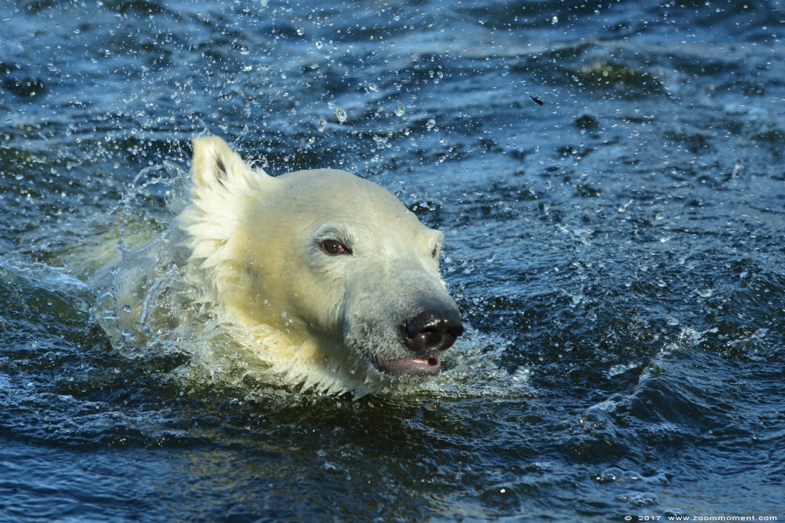 ijsbeer ( Ursus maritimus ) polar bear
Schlüsselwörter: Dierenrijk Nederland Netherlands ijsbeer Ursus maritimus  polar bear