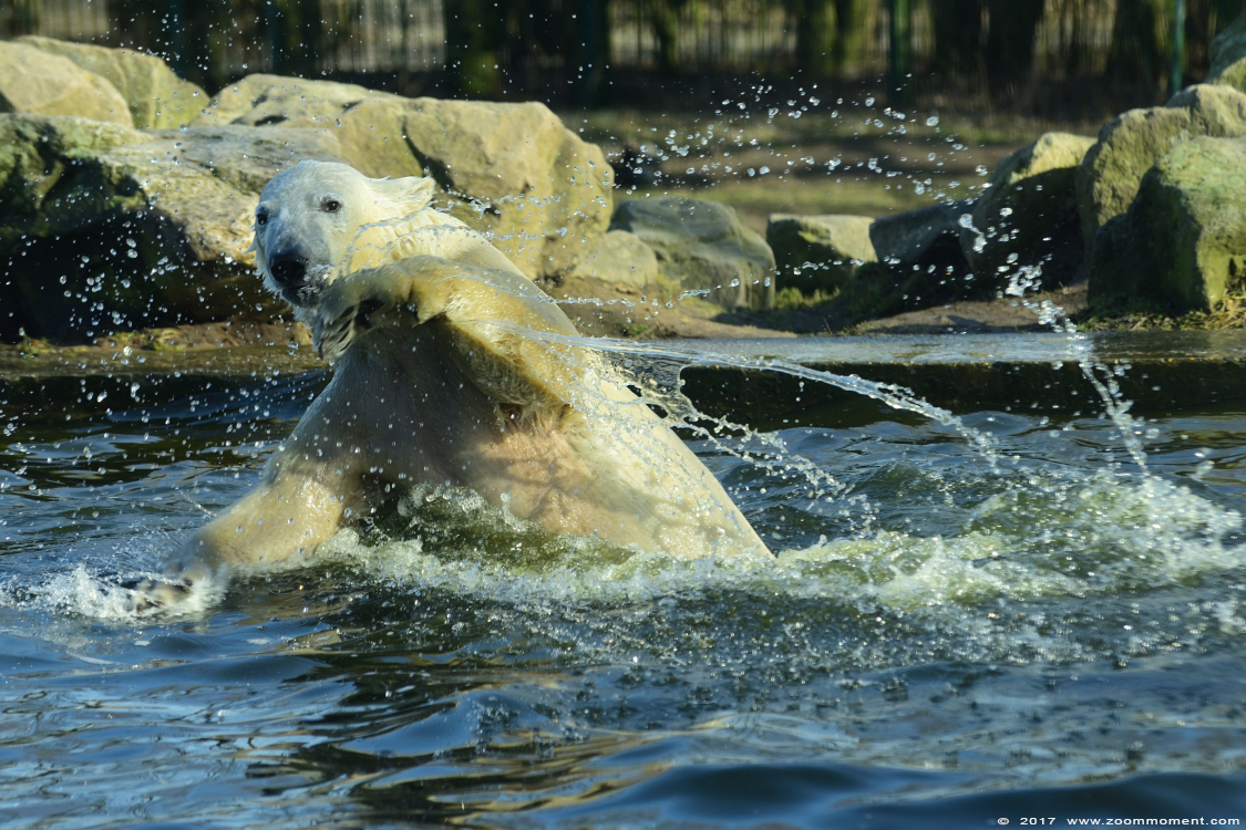 ijsbeer ( Ursus maritimus ) polar bear
Avainsanat: Dierenrijk Nederland Netherlands ijsbeer Ursus maritimus  polar bear