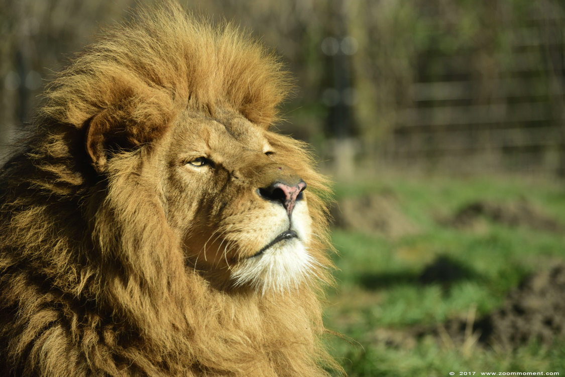 Afrikaanse leeuw ( Panthera leo ) African lion
Trefwoorden: Dierenrijk Nederland Netherlands leeuw  Panthera leo  lion