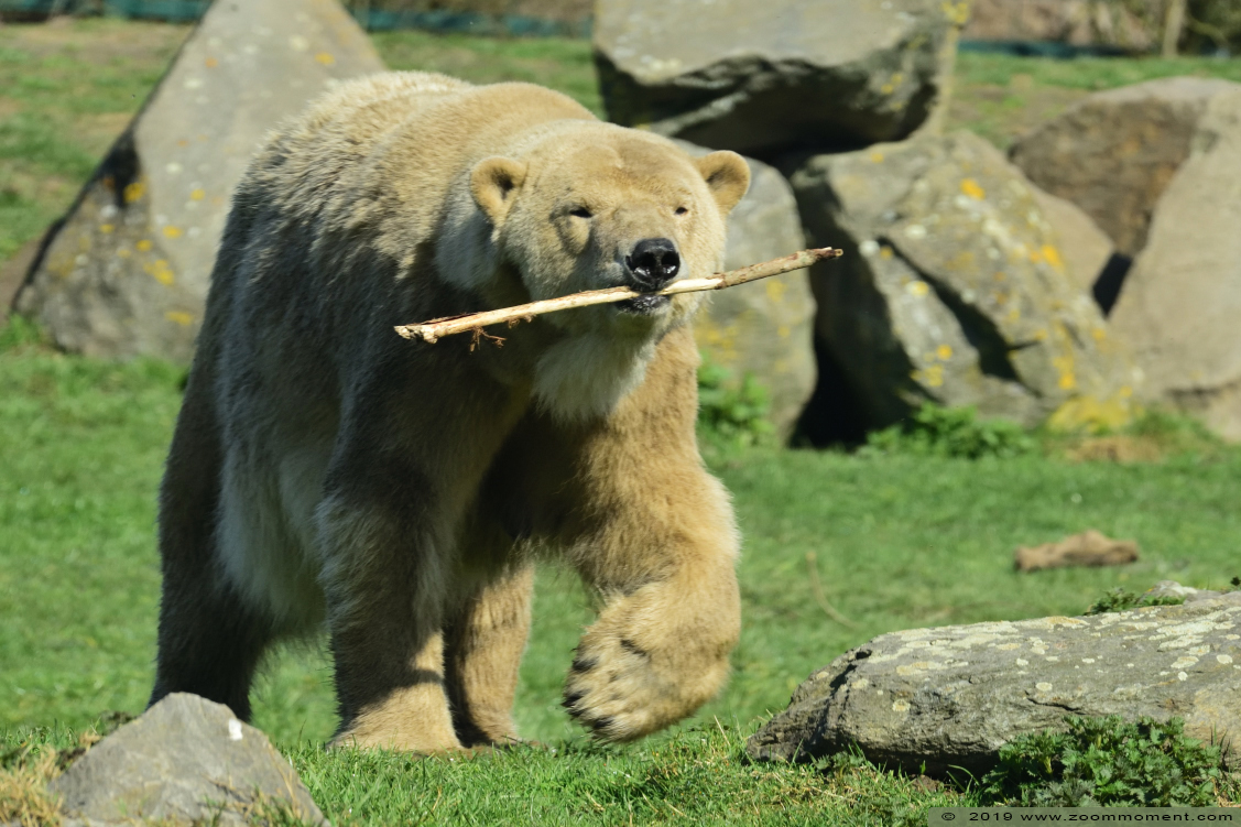 ijsbeer ( Ursus maritimus ) polar bear
Keywords: Dierenrijk Nederland Netherlands ijsbeer Ursus maritimus  polar bear cub welp