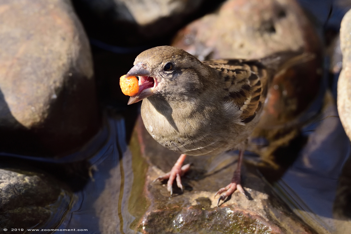 huismus ( Passer domesticus ) sparrow
Trefwoorden: Dierenrijk Nederland Netherlands huismus Passer domesticus sparrow