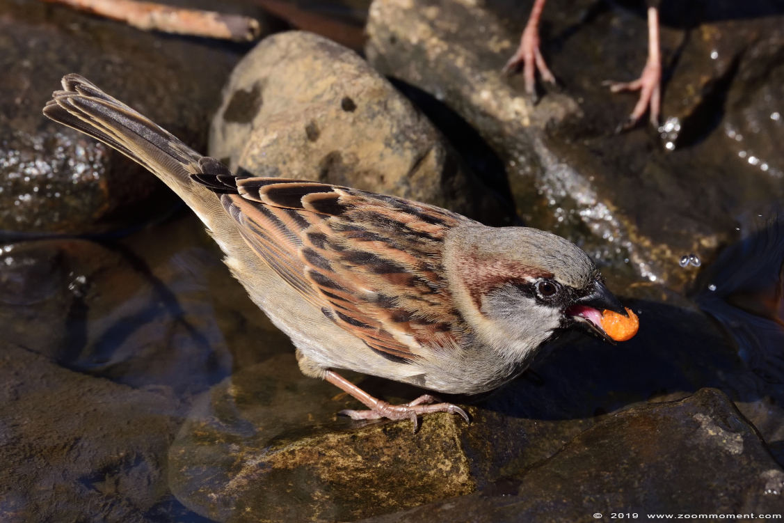 huismus ( Passer domesticus ) sparrow
Trefwoorden: Dierenrijk Nederland Netherlands huismus Passer domesticus sparrow