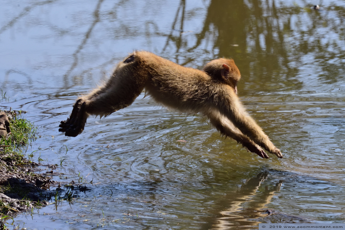 berberaap of magot aap of makaak ( Macaca sylvanus ) Berber monkey
Ключови думи: Dierenrijk Nederland Netherlands berberaap magot aap makaak  Macaca sylvanus  Berber monkey