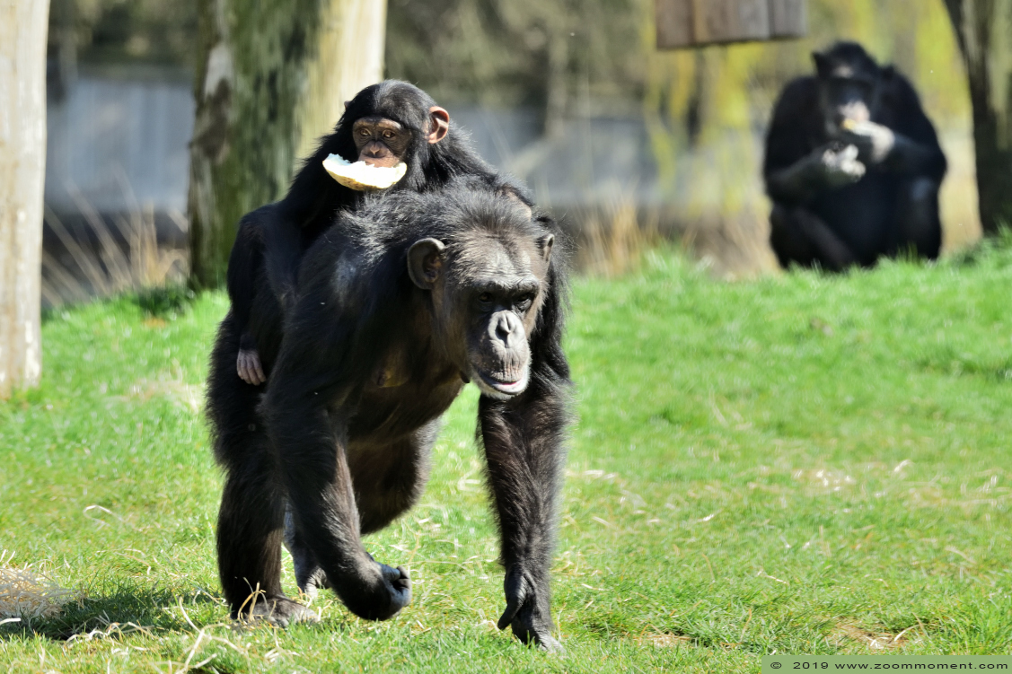 chimpansee ( Pan troglodytes )  chimpamzee
Kibibi
Trefwoorden: Dierenrijk Nederland Netherlands chimpansee Pan troglodytes chimpamzee Kibibi