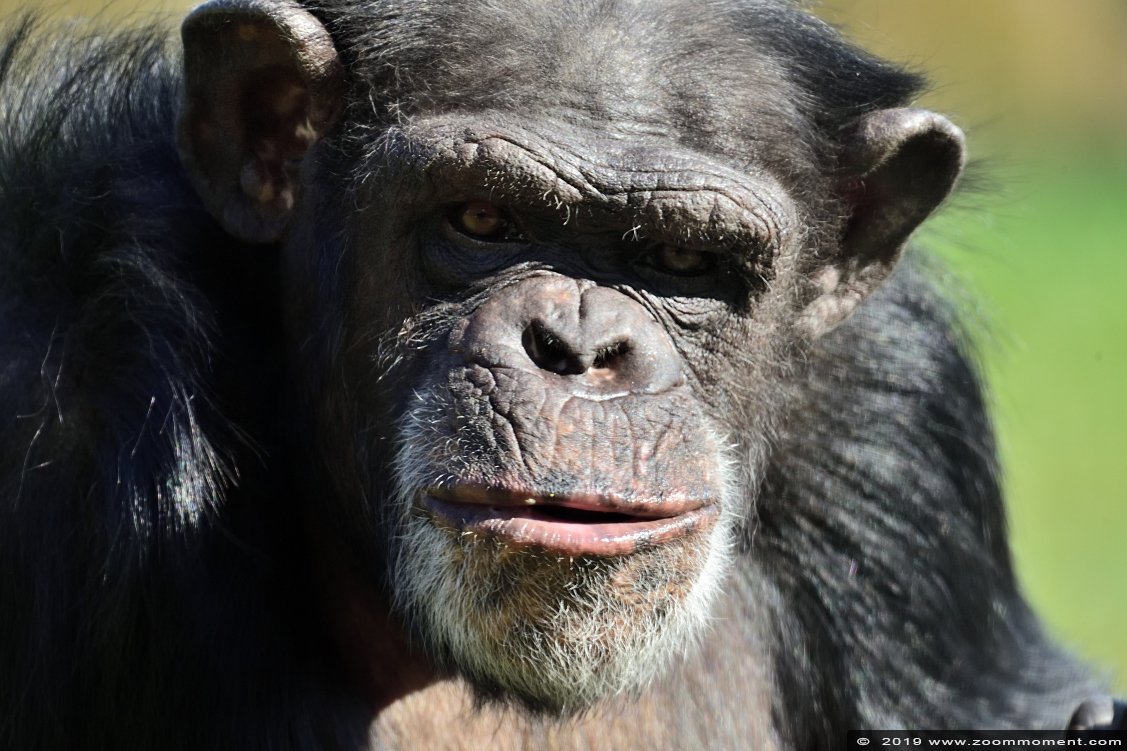 chimpansee ( Pan troglodytes )  chimpamzee
Trefwoorden: Dierenrijk Nederland Netherlands chimpansee Pan troglodytes chimpamzee