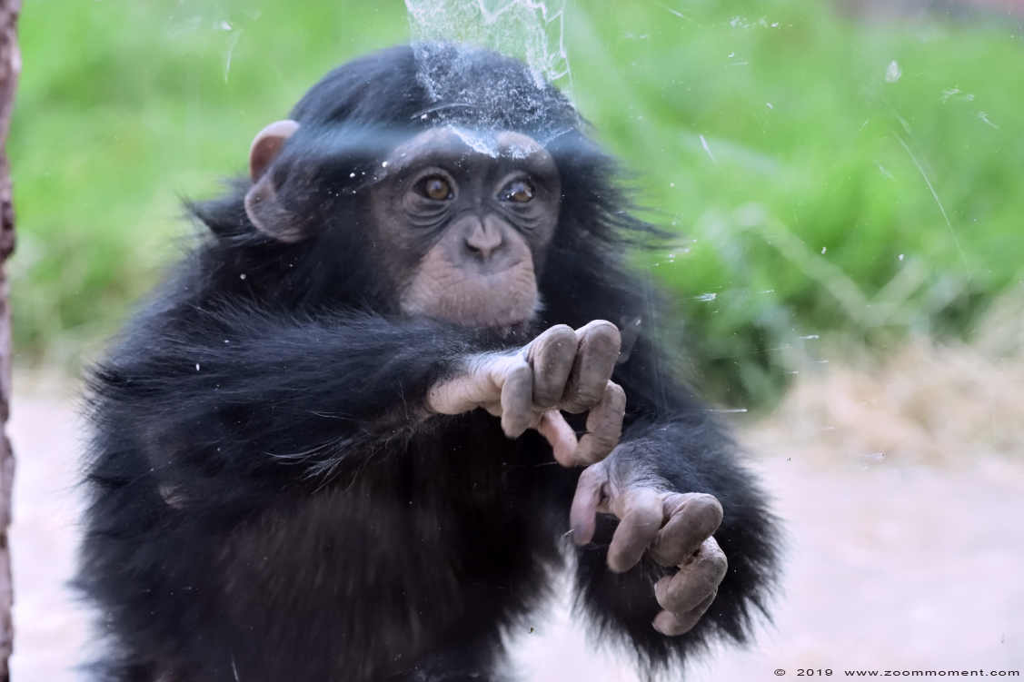 chimpansee ( Pan troglodytes )  chimpamzee
Kibibi
Trefwoorden: Dierenrijk Nederland Netherlands chimpansee Pan troglodytes chimpamzee Kibibi