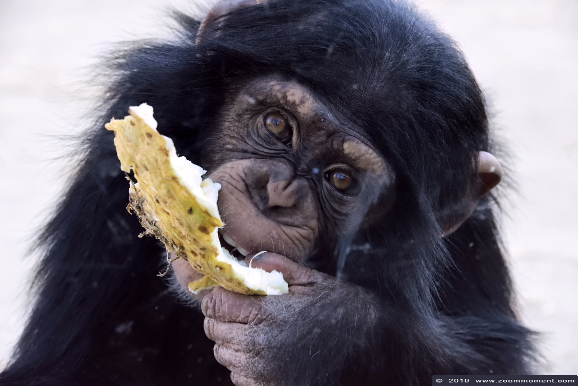 chimpansee ( Pan troglodytes )  chimpamzee
Trefwoorden: Dierenrijk Nederland Netherlands chimpansee  Pan troglodytes  chimpamzee Kibibi