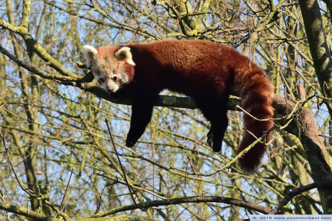 kleine of rode panda ( Ailurus fulgens ) lesser or red panda
Trefwoorden: Dierenrijk Nederland Netherlands rode panda  Ailurus fulgens lesser  red panda