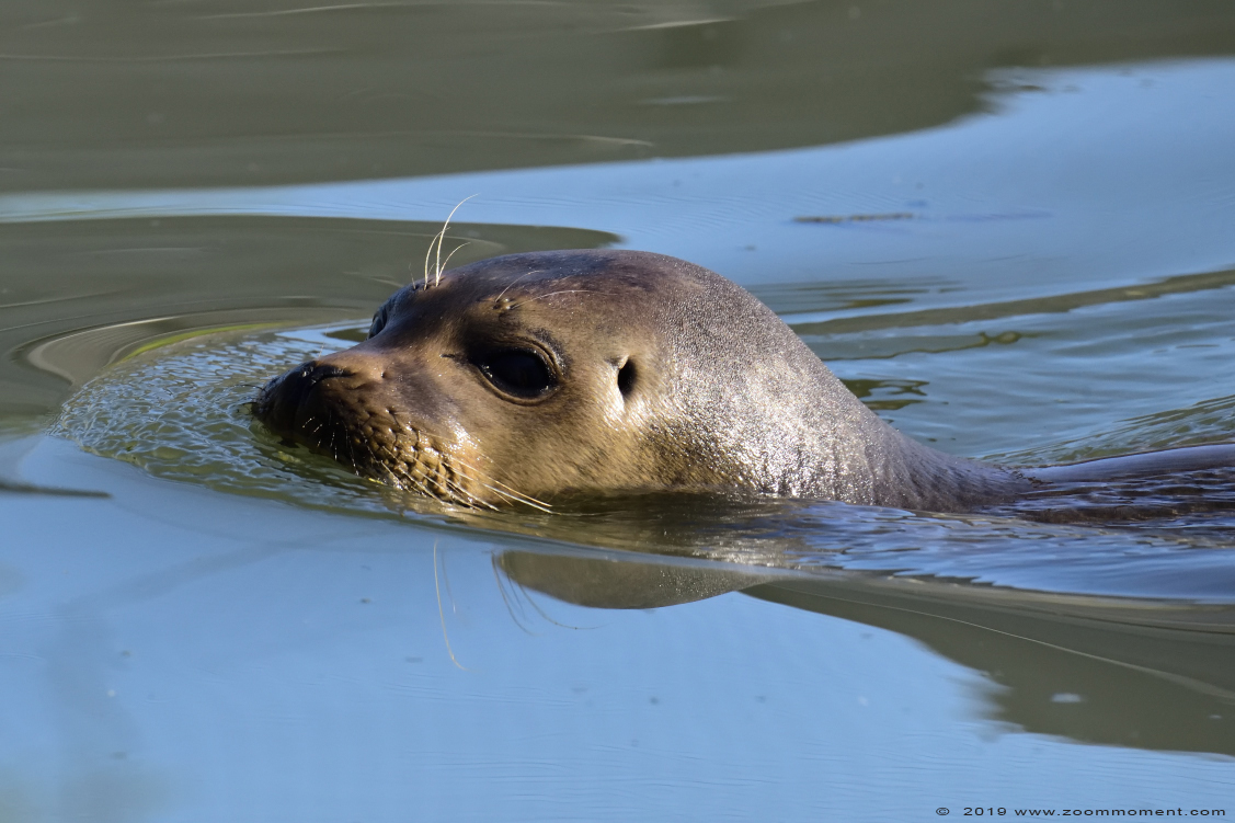zeehond  ( Phoca vitulina ) common seal
Trefwoorden: Dierenrijk Nederland Netherlands zeehond   Phoca vitulina  common seal