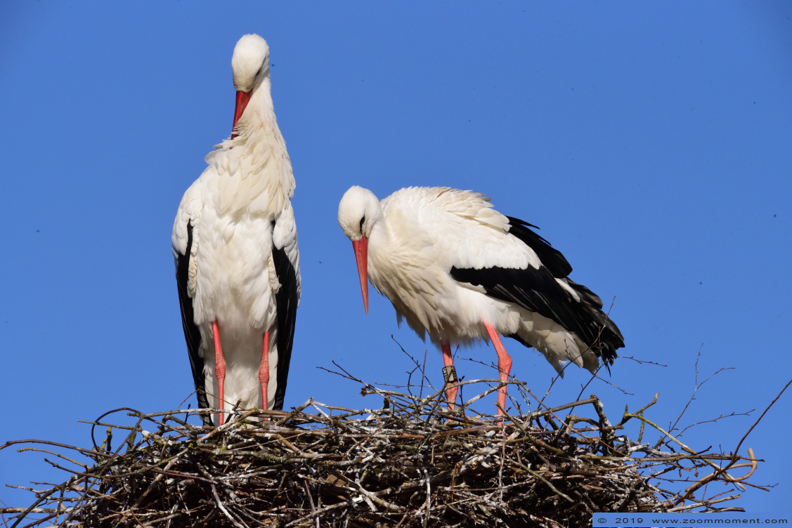 ooievaar ( Ciconia ciconia ) stork
Trefwoorden: Dierenrijk Nederland Netherlands ooievaar Ciconia ciconia stork