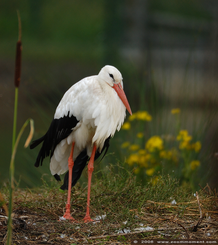 ooievaar ( Ciconia ciconia ) stork 
Trefwoorden: Dierenrijk Nederland Netherlands ooievaar  Ciconia ciconia  stork 