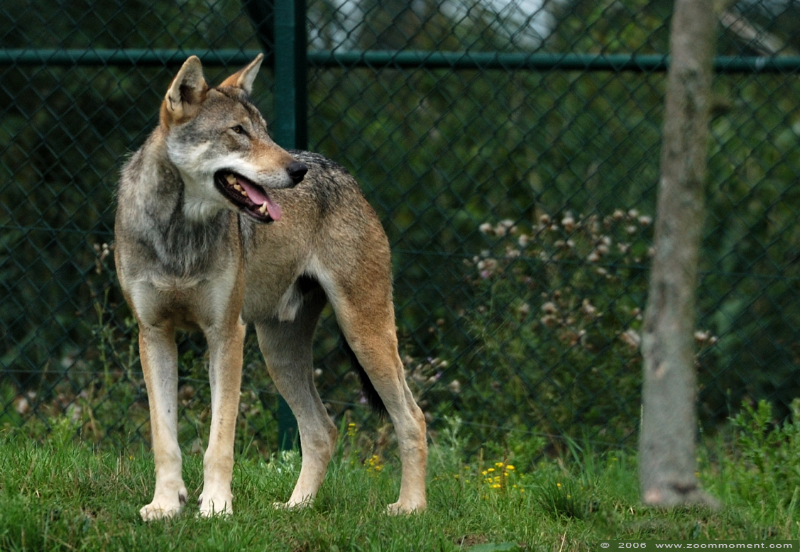 Europese wolf ( Canis lupus lupus ) Eurasian wolf
Trefwoorden: Dierenrijk Nederland Netherlands Europese wolf  Canis lupus lupus  Eurasian wolf