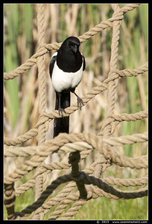 ekster ( Pica pica ) magpie
キーワード: Dierenrijk Nederland Netherlands ekster Pica pica magpie