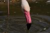 DSC_14769_Dierenrijk18_flamingoc.jpg