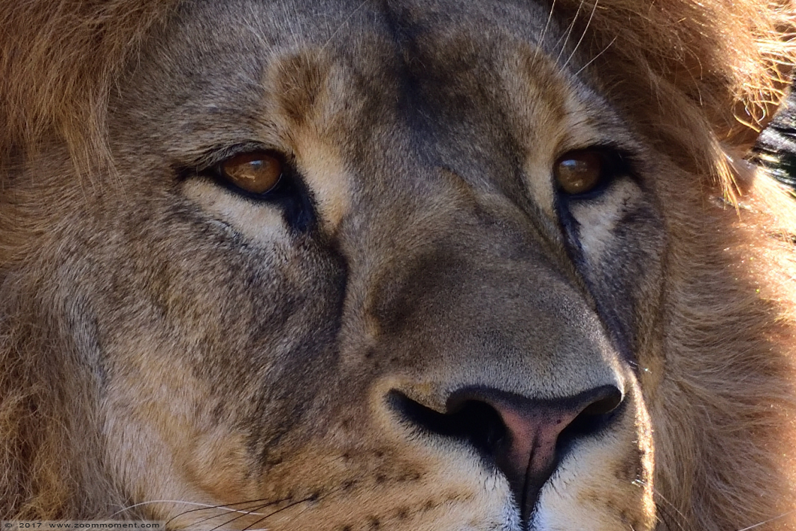Afrikaanse leeuw ( Panthera leo ) African lion
Paraules clau: Dortmund zoo Germany Afrikaanse leeuw Panthera leo African lion