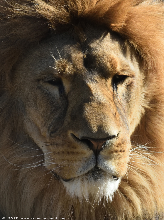 Afrikaanse leeuw ( Panthera leo ) African lion
Paraules clau: Dortmund zoo Germany Afrikaanse leeuw Panthera leo African lion
