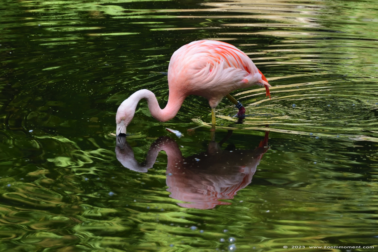Chileense flamingo ( Phoenicopterus chilensis ) Chilean flamingo
Trefwoorden: Dortmund zoo Germany Chileense flamingo Phoenicopterus chilensis Chilean flamingo
