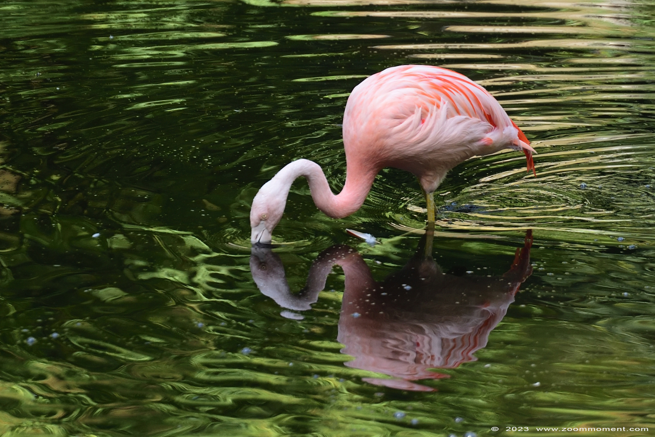 Chileense flamingo ( Phoenicopterus chilensis ) Chilean flamingo
Trefwoorden: Dortmund zoo Germany Chileense flamingo Phoenicopterus chilensis Chilean flamingo