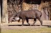 DSC_3632_Dortmund_17_tapirc.jpg