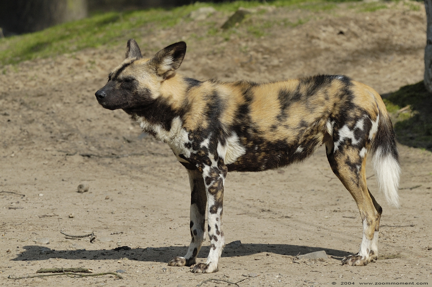 Afrikaanse wilde hond  ( Lycaon pictus )  African wild dog
Ключови думи: Zoo Duisburg Lycaon pictus Afrikaanse wilde hond African wild dog