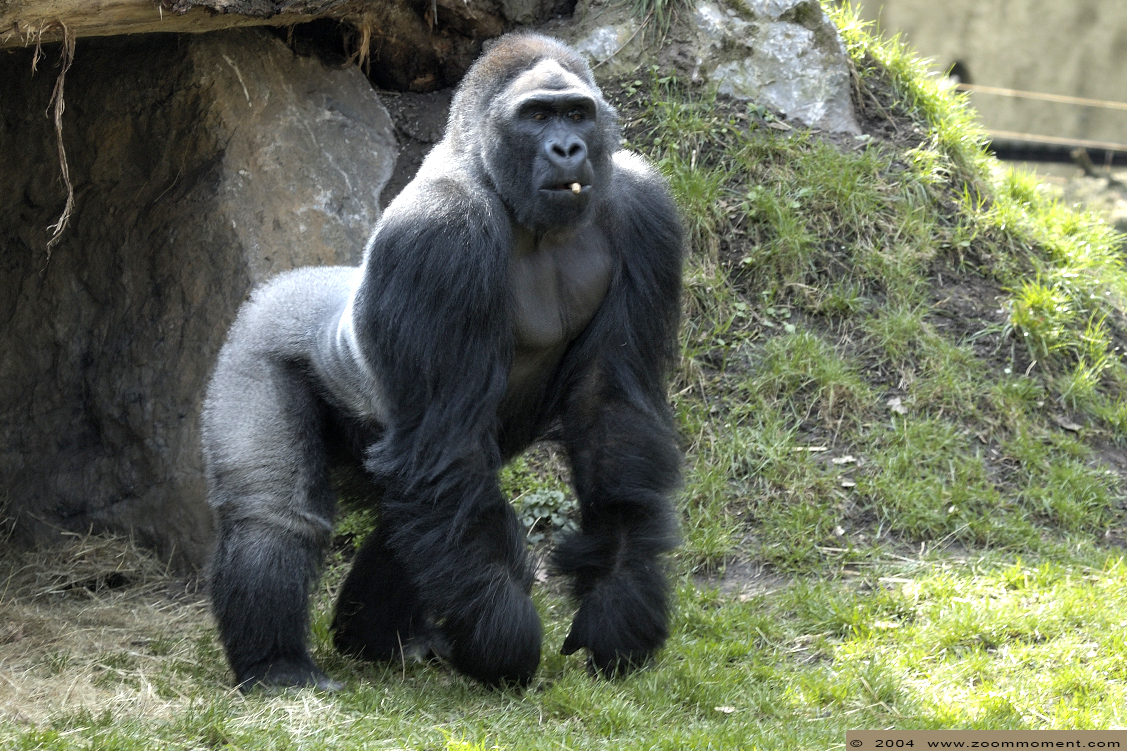 Gorilla gorilla
Keywords: Duisburg zoo gorilla