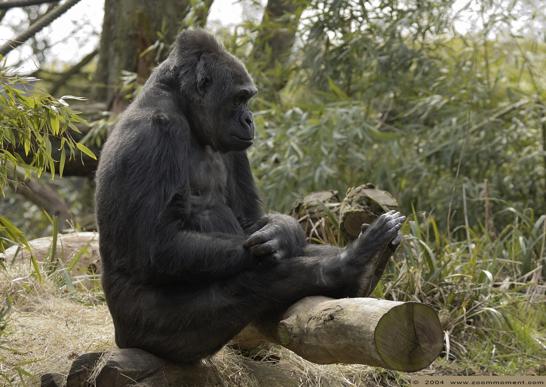 Gorilla gorilla
Trefwoorden: Duisburg zoo gorilla