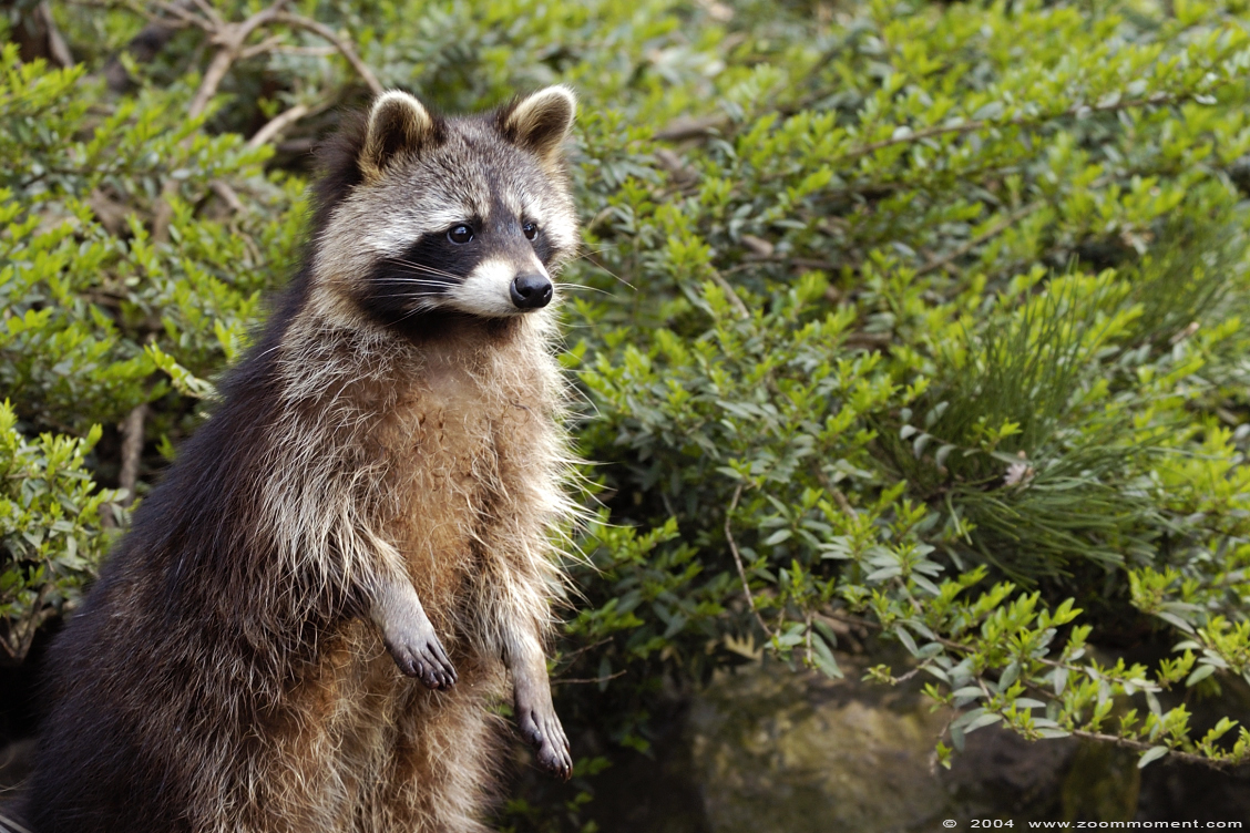 wasbeer ( Procyon lotor ) raccoon
Trefwoorden: Duisburg zoo wasbeer Procyon lotor  raccoon