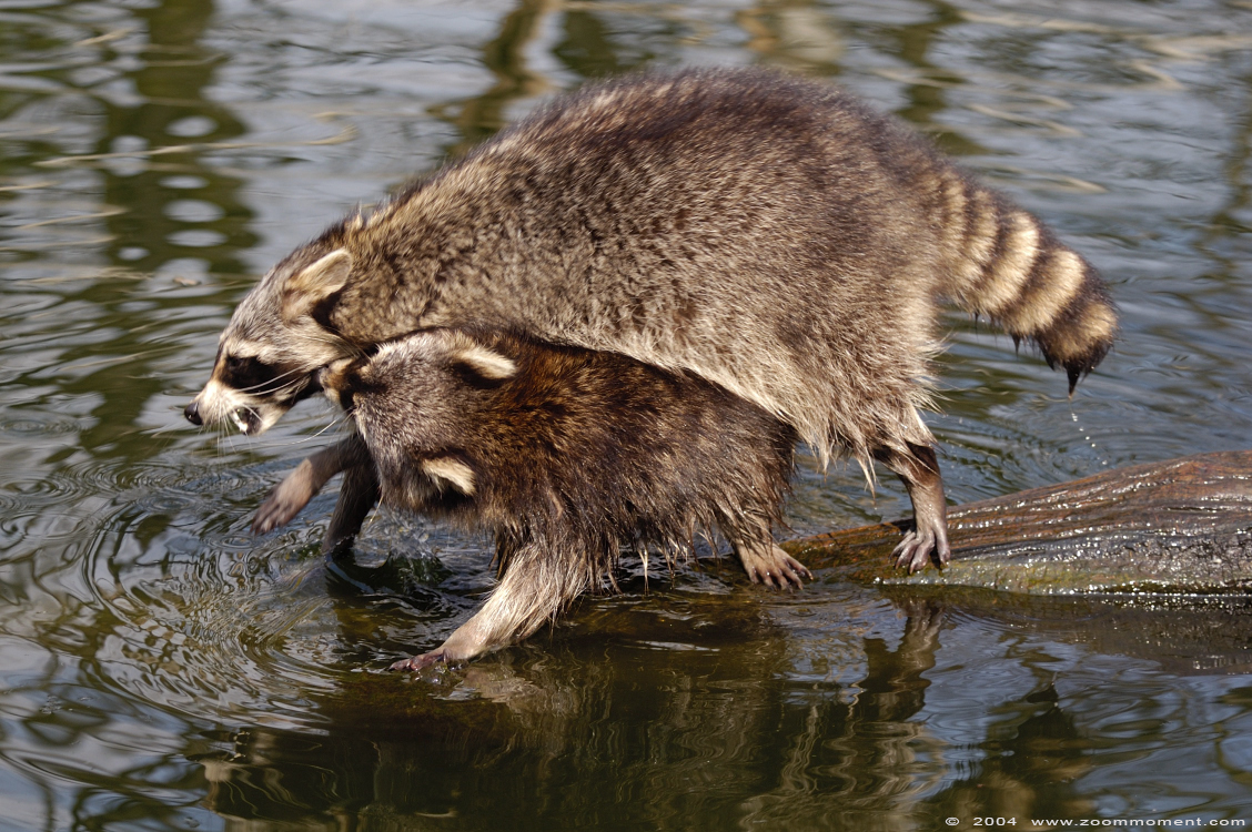 wasbeer ( Procyon lotor ) raccoon
Trefwoorden: Duisburg zoo wasbeer Procyon lotor  raccoon