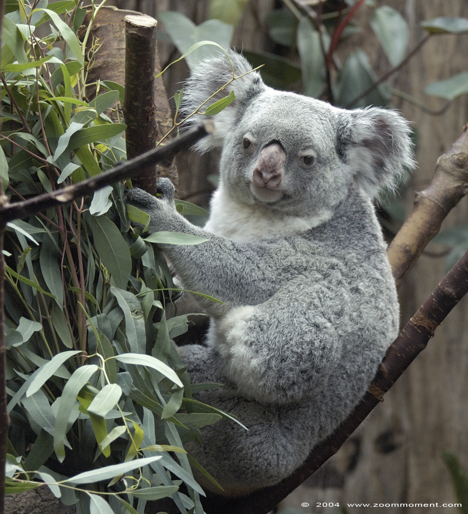 koala ( Phascolarctos cinereus )
Paraules clau: Duisburg zoo koala Phascolarctos cinereus