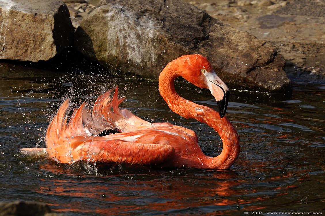rode flamingo of Cubaanse flamingo  ( Phoenicopterus ruber ) American flamingo
Keywords: Duisburg zoo Cubaanse flamingo Phoenicopterus ruber ruber 