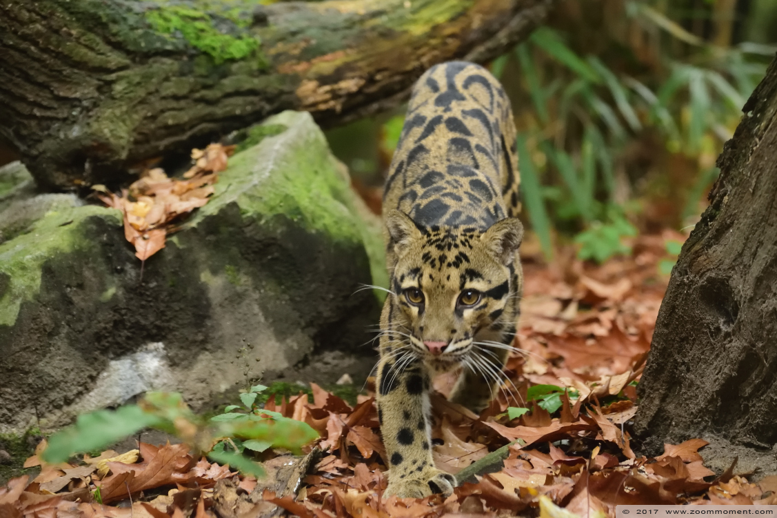 nevelpanter ( Panthera nebulosa ) clouded leopard
Keywords: Duisburg zoo nevelpanter clouded leopard Panthera nebulosa