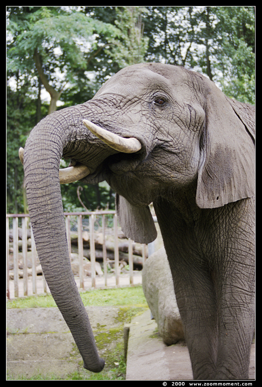 Afrikaanse olifant ( Loxodonta africana ) African elephant
Keywords: Duisburg zoo Afrikaanse olifant Loxodonta africana African elephant
