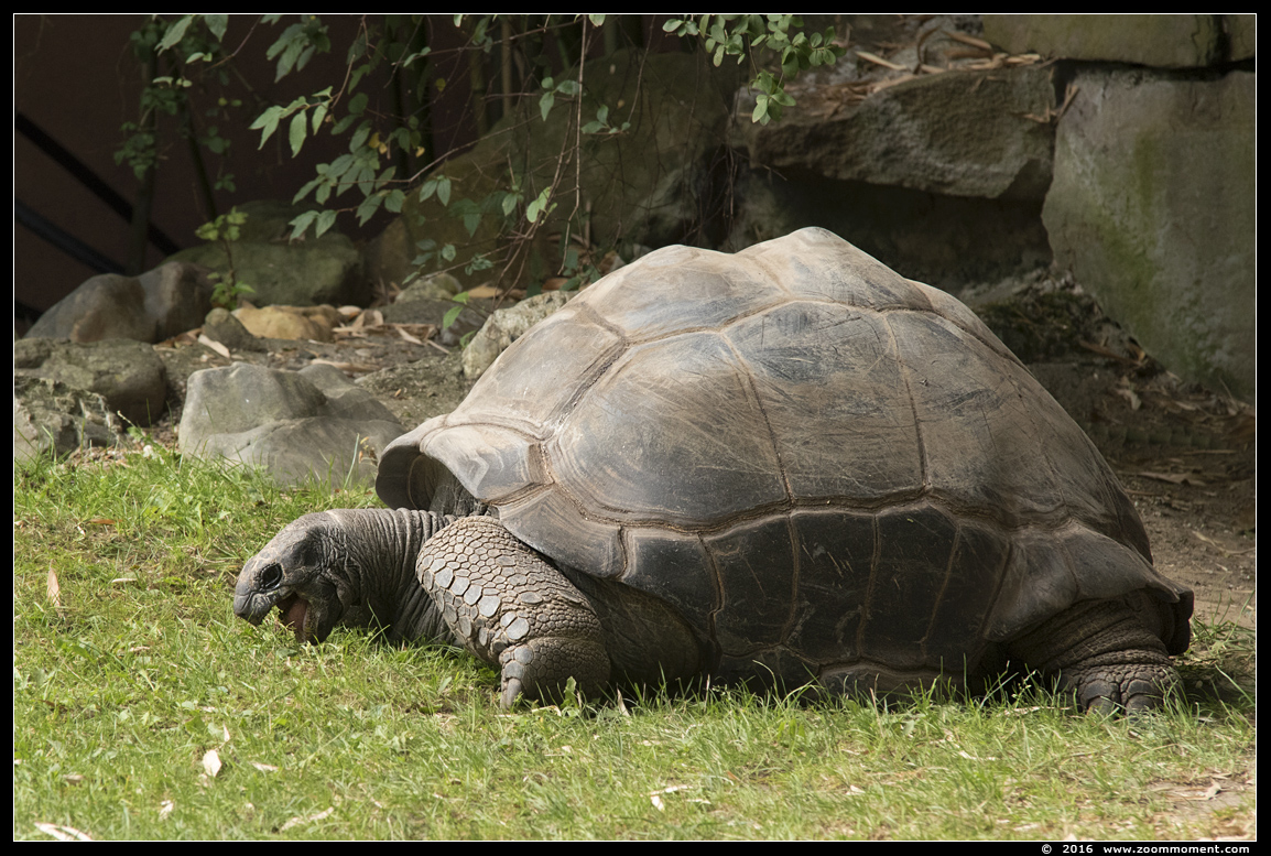 seychellenreuzenschildpad ( Aldabrachelys gigantea or Geochelone gigantea )  Aldabra giant tortoise
Keywords: Duisburg zoo seychellenreuzenschildpad  Aldabrachelys gigantea  Aldabra giant tortoise Geochelone gigantea