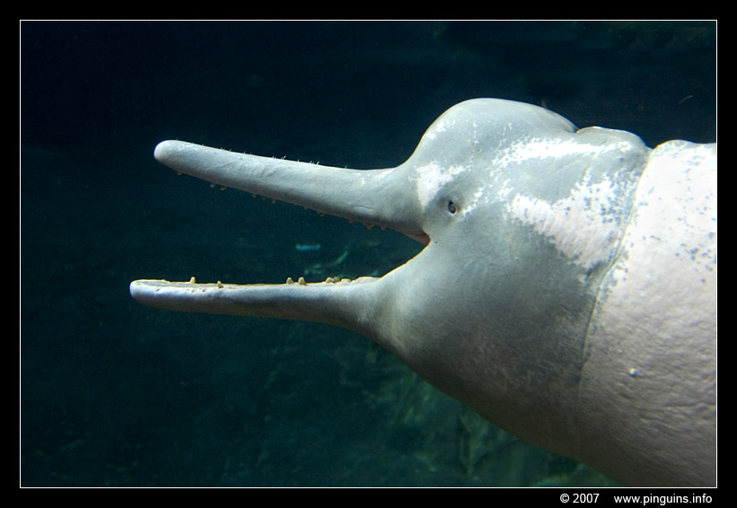 amazone dolfijn  ( Inia geoffrensis )  Amazon river dolphin
Keywords: Zoo Duisburg Germany Duitsland amazone dolfijn Inia geoffrensis Amazon river dolphin