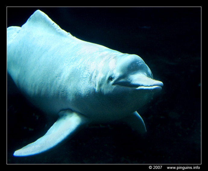amazone dolfijn  ( Inia geoffrensis )  Amazon river dolphin
Λέξεις-κλειδιά: Zoo Duisburg Germany Duitsland amazone dolfijn Inia geoffrensis Amazon river dolphin