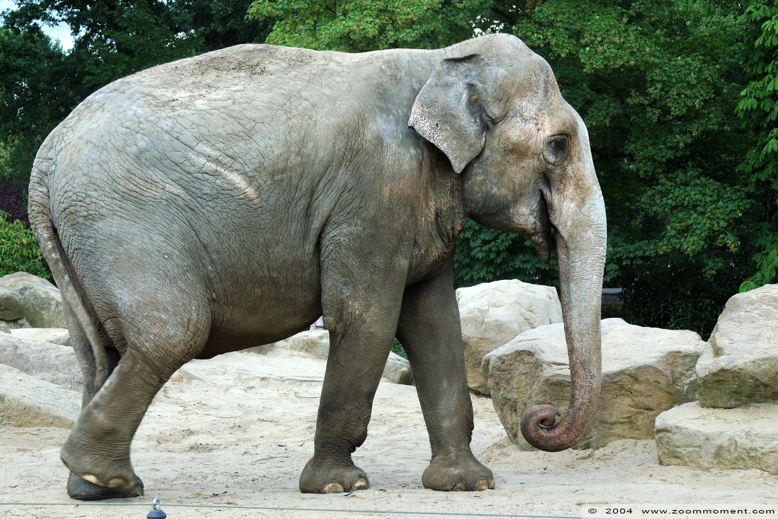 Aziatische olifant ( Elephas maximus ) Asian elephant
Keywords: Dierenpark Emmen Aziatische olifant Elephas maximus  Asian elephant