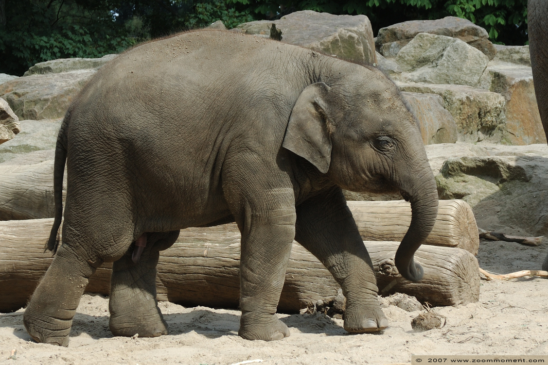 Aziatische olifant ( Elephas maximus ) Asian elephant
کلمات کلیدی: Dierenpark Emmen Aziatische olifant baby  Elephas maximus  Asian elephant