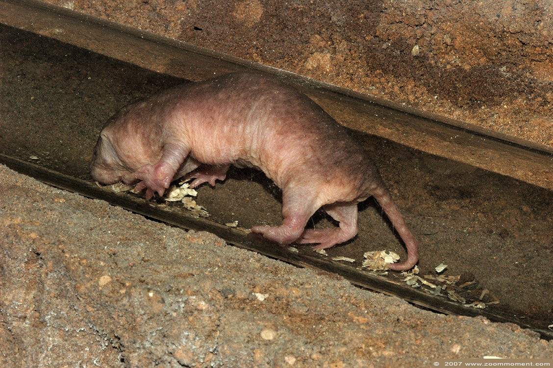 naakte molrat  ( Heterocephalus glaber ) naked mole-rat
Trefwoorden: Dierenpark Emmen naakte molrat  Heterocephalus glaber  naked mole rat