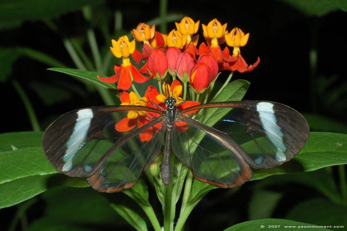 glasvleugel vlinder ( Greta oto ) glasswing butterfly
Ključne reči: Dierenpark Emmen glasvleugel vlinder  Greta oto  glasswing butterfly